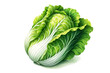 Vibrant watercolor illustration of a fresh, green cabbage, ideal for culinary themes, organic produce promotion, and vegetarian lifestyle content
