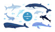 Blue whales. Dolphin, shark and narwhal underwater fish, Nordic marine or ocean water hunting in wildlife. Childish nursery decor collection. Different mammals. Vector cartoon illustration
