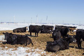 Wall Mural - herd of cows on a sunny spring day