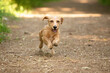 cute brown dachshund dog running on a dirt path in a forest