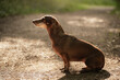 cute brown dachshund dog sitting on a forest path in the summer seen from the side