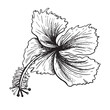 Tropical hibiscus flower. Chinese rose flower. Hand drawn sketch vector line art illustration. Isolated on white background. for logo, card or invite, karkade tea herbs .