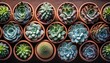 bunch group of succulents potted in a classic terracotta planter isolated flat lay top view with subtle shadow digital styling prop for flatlays