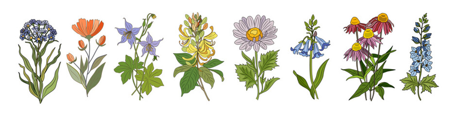 Sticker - Set of wild flowers colorful vector botanical illustrations. Echinacea, verbena, larkspur, bluebells, honeysuckle, columbine hand drawn sketch collection. Modern design for logo, tattoo, wall art.