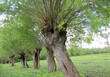 Old willow trees in a rural landscape