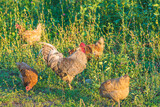 Fototapeta Krajobraz - Rooster and hens in yard by sunny summer day