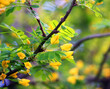 Flowering of yellow wood acacia ( Caragana arborescens)