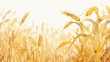 watercolor wheat field, white background, light beige and gold colors,