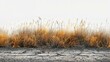 dry grass field with cracked ground texture background