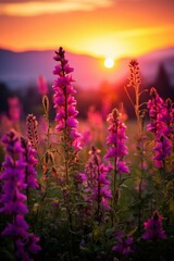 Wall Mural - Field of purple flowers at sunset