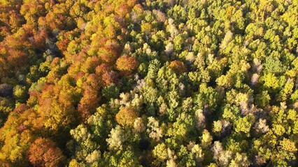 Wall Mural - Colorful woods with yellow and orange canopies in autumn forest on sunny day. Landscape of wild nature in autumn