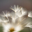 Dandelion flowers and dandelion puffs in spring