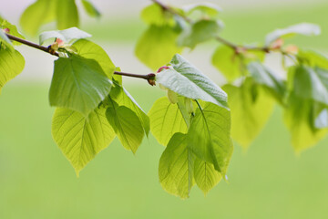 Wall Mural - Young small linden leaves in an early spring