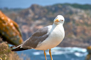 Wall Mural - A seagull perched on a rock on the Cies Islands in Vigo