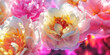 Beautiful pink and white peony flowers close-up. Spring or summer floral background