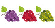 Different type color of grape isolated set. Vector graphic design illustration