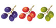 Different type color of grape isolated set. Vector graphic design illustration