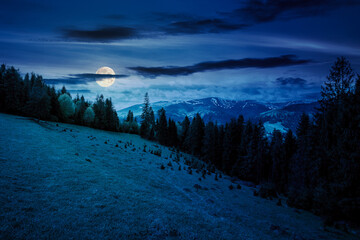Wall Mural - coniferous trees on a grassy hill at night. magical carpathian landscape in full moon light