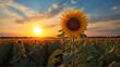 Sunflowers in Bloom: A Radiant Display