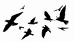 © sch_ai - Silhouette of birds flying at the distance, high contrast black and white, no background, white background , generated with ai