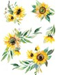Watercolor Sunflowers hand painted floral clip art , on white background, suitable for wedding cards, generated with AI