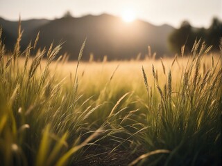 Wall Mural - sunset in the field