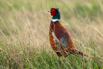 Wall Mural - Ringneck Pheasant, Phasianus colchicus in the habitat