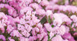 A bunch of pink flowers with a few green leaves. The flowers are in full bloom and are very pretty