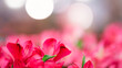 A close up of a bunch of pink flowers with a blurry background. The flowers are in full bloom and the background is hazy, giving the image a dreamy, romantic feel