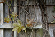 Weathered Shingle wall with new Virginia creeper leaves showing on established vines