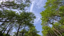 POV BOTTOM UP: Picturesque Car Ride Under Green Treetops Of Fragrant Pine Trees And Clear Blue Sky. Driving Along A Winding Roadway Leading Through Lush Pine Forest On The Sunny Dalmatian Coast.