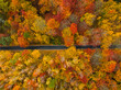 Forest with colorful leaves and road in autumn.