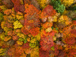Top down view of autumn forest with colorful leaves.