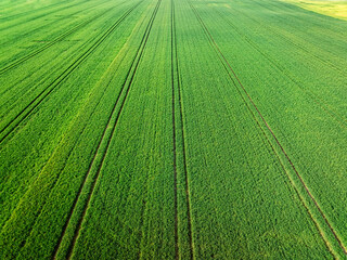 Wall Mural - Aerial view of green field of wheat at sunrise, Poland.