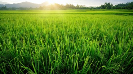 Wall Mural - Landscape nature of rice field on rice paddy green color lush growing