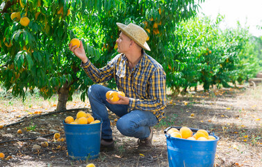 Wall Mural - European man harvesting peaches from branches in plantation. He filling buckets with peaches.