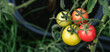 Beautiful tomatoes on the plant growing in the pot. Four pieces. Stages of vegetable ripening: red, yellow, green. Small harvest due to drought and poor soil. Ecological problem. Copy space. Close-up