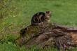 Katze auf Baumstamm