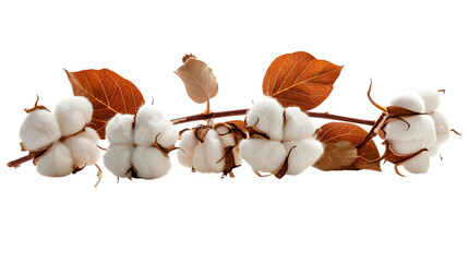 Cotton flower isolated on white background, clipping path, full depth of field
