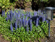 Garden of blue wild flowers with green power solar light