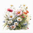 Pastel watercolor daisy flowers clip art, wildflowers, nature illustration 