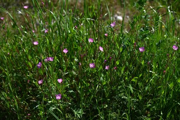 Poster - Rose evening primrose ( Oenothera rosea ) flowers. Onagraceae perennial plants. Four-petaled pink flowers bloom from May to September.