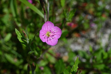 Poster - Rose evening primrose ( Oenothera rosea ) flowers. Onagraceae perennial plants. Four-petaled pink flowers bloom from May to September.