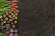 Organic root vegetable background texture. Autumn harvest of fresh raw carrot, beetroot and potato on soil ground in garden close up, top view, copyspace