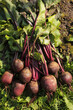Beetroot fresh harvest in garden. Bunch of freshly harvested raw beetroots on green grass on sun in sunlight close up. Organic vegetables autumn harvest