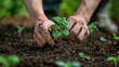 Green beginnings: Planting a small seedling with care in rich potting soil