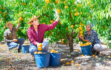 Wall Mural - Young attractive woman farmer harvesting ripe peaches in fruit garden on sunny summer day..