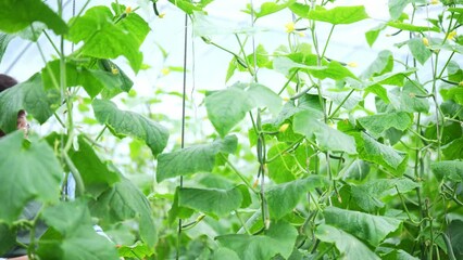 Poster - cucumber in field