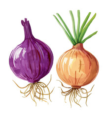 onion watercolor digital painting good quality
