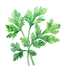 Wall Mural - parsley leaf watercolor digital painting good quality